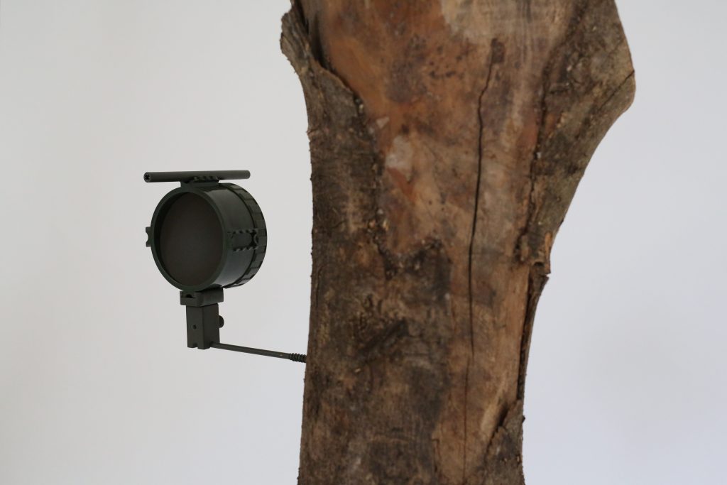 krakatoa-sb-mounted-tree